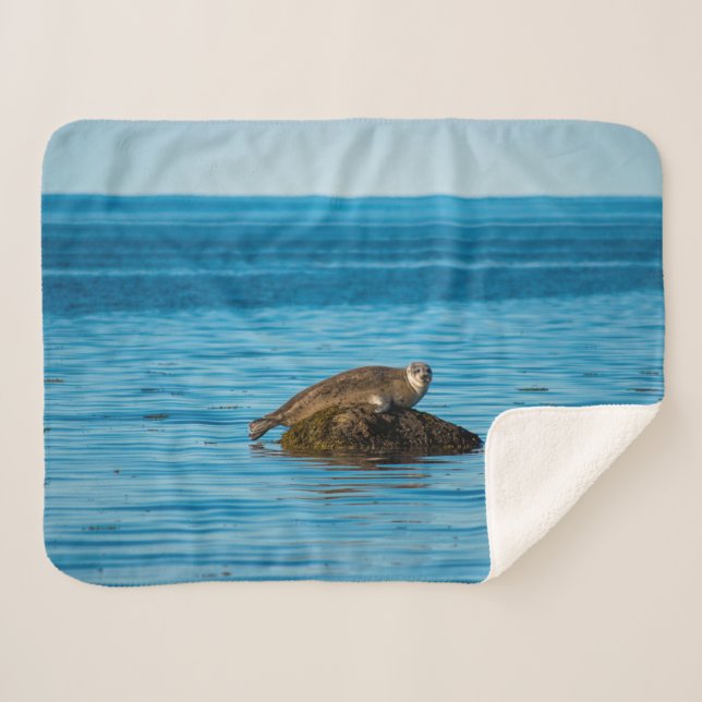 Atlantic Harbor Seal Sherpadecke (Vorderseite (Horizontal))