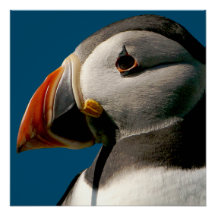 Atlantic Puffin Bird Fotograf Blaues Glossy Poster