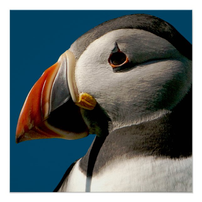 Atlantic Puffin Bird Fotograf Blaues Glossy Poster (Vorderseite)
