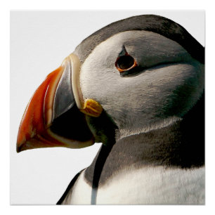 Atlantic Puffin Bird Fotografie Glossy Poster
