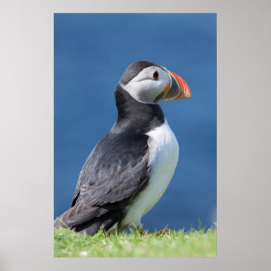 Atlantic Puffin (Fratercula Arctica) auf der Klipp Poster