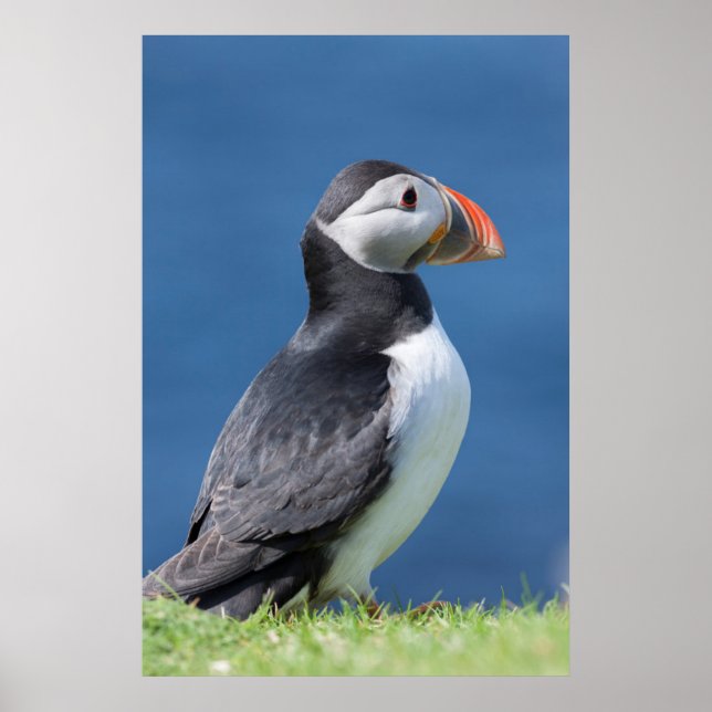 Atlantic Puffin (Fratercula Arctica) auf der Klipp Poster (Vorne)