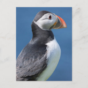 Atlantic Puffin (Fratercula Arctica) auf der Klipp Postkarte