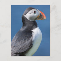 Atlantic Puffin (Fratercula Arctica) auf der Klipp