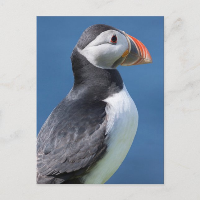 Atlantic Puffin (Fratercula Arctica) auf der Klipp Postkarte (Vorderseite)