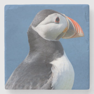 Atlantic Puffin (Fratercula Arctica) auf der Klipp Steinuntersetzer