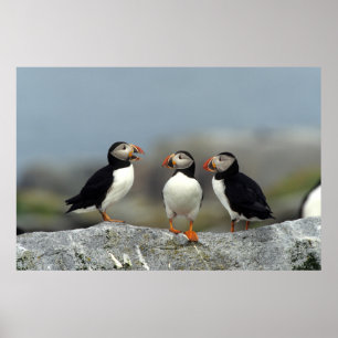 Atlantic Puffin Group Poster