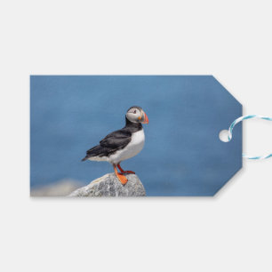 Atlantic Puffin in Machias, Maine Geschenkanhänger