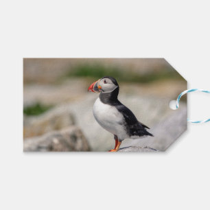 Atlantic Puffin in Machias, Maine Geschenkanhänger