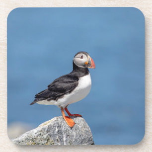 Atlantic Puffin in Machias, Maine Getränkeuntersetzer