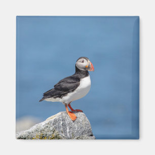 Atlantic Puffin in Machias, Maine Magnet