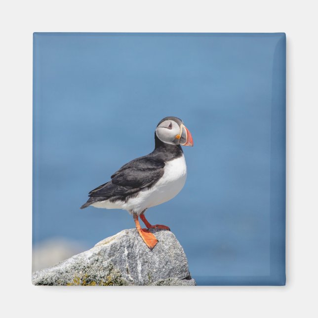 Atlantic Puffin in Machias, Maine Magnet (Vorne)