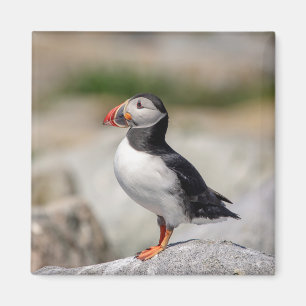 Atlantic Puffin in Machias, Maine Magnet