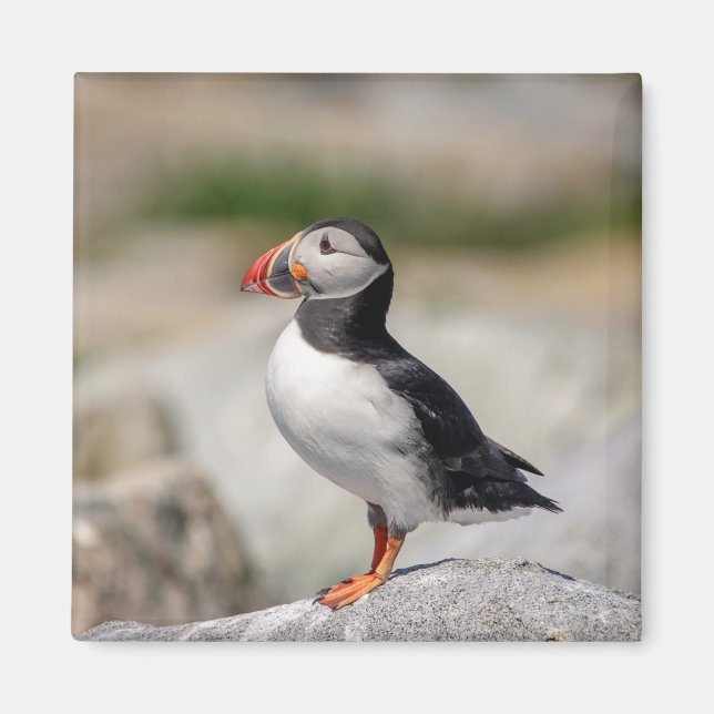 Atlantic Puffin in Machias, Maine Magnet (Vorne)