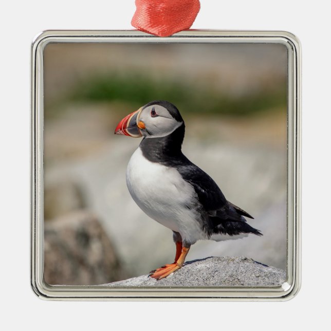 Atlantic Puffin in Machias, Maine Ornament Aus Metall (Vorne)