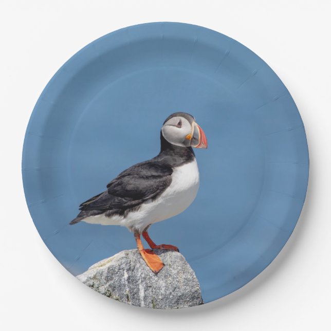 Atlantic Puffin in Machias, Maine Pappteller (Vorderseite)