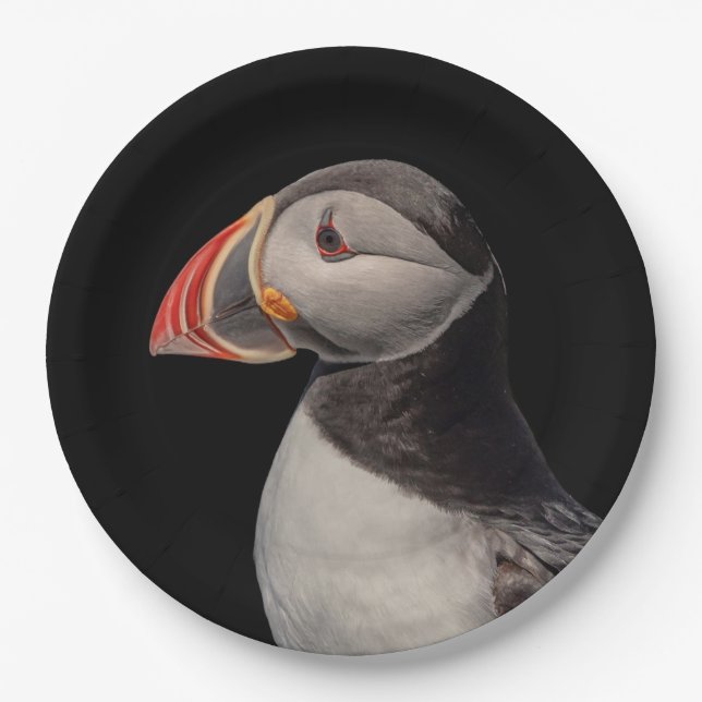 Atlantic Puffin in Machias, Maine Pappteller (Vorderseite)