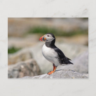 Atlantic Puffin in Machias, Maine Postkarte