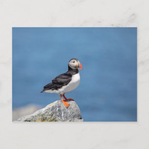 Atlantic Puffin in Machias, Maine Postkarte