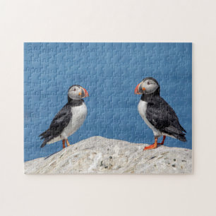 Atlantic Puffin in Machias, Maine Puzzle