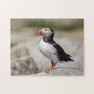 Atlantic Puffin in Machias, Maine Puzzle