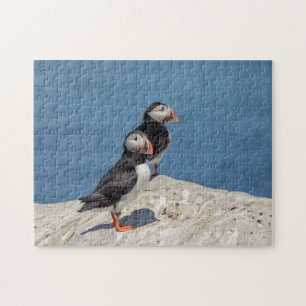 Atlantic Puffin in Machias, Maine Puzzle