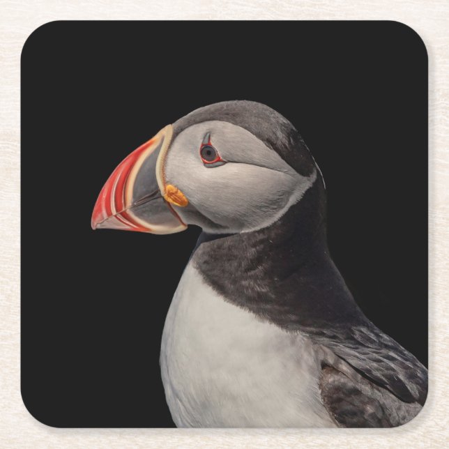 Atlantic Puffin in Machias, Maine Rechteckiger Pappuntersetzer (Vorderseite)