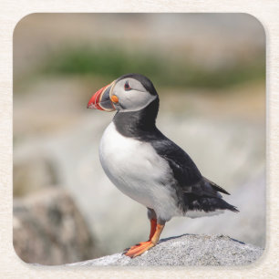Atlantic Puffin in Machias, Maine Rechteckiger Pappuntersetzer