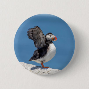 Atlantic Puffin in Machias, ME Button