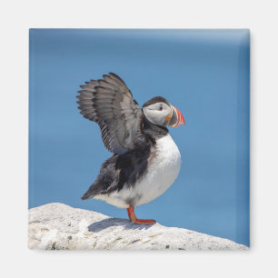 Atlantic Puffin in Machias, ME Magnet