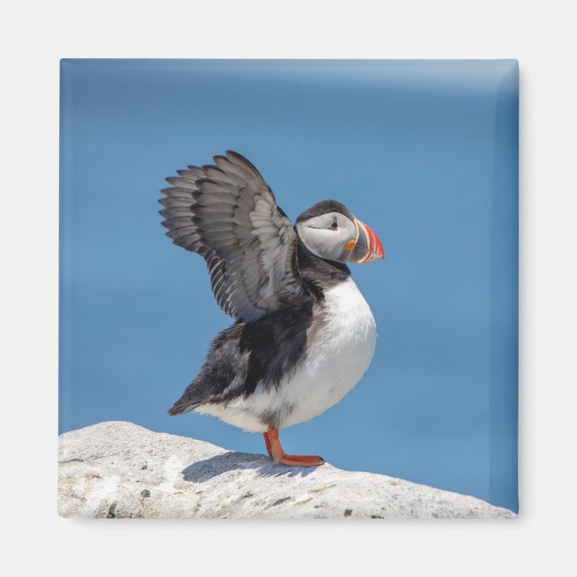 Atlantic Puffin in Machias, ME Magnet (Vorne)