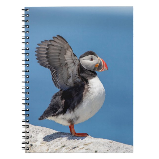 Atlantic Puffin in Machias, ME Notizblock (Vorderseite)
