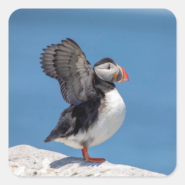 Atlantic Puffin in Machias, ME Quadratischer Aufkleber (Vorderseite)