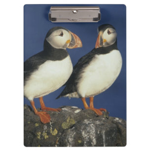 Atlantic Puffin Klemmbrett
