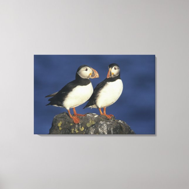 Atlantic Puffin Leinwanddruck (Vorderseite)