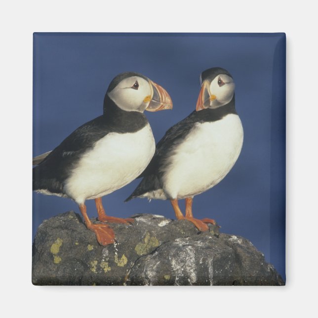 Atlantic Puffin Magnet (Vorne)