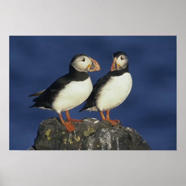 Atlantic Puffin Poster (Vorne)
