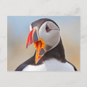 Atlantic Puffin Postkarte