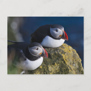 Atlantic Puffin Postkarte