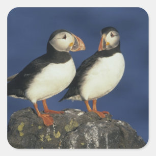 Atlantic Puffin Quadratischer Aufkleber