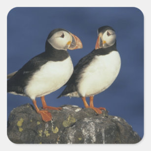 Atlantic Puffin Quadratischer Aufkleber