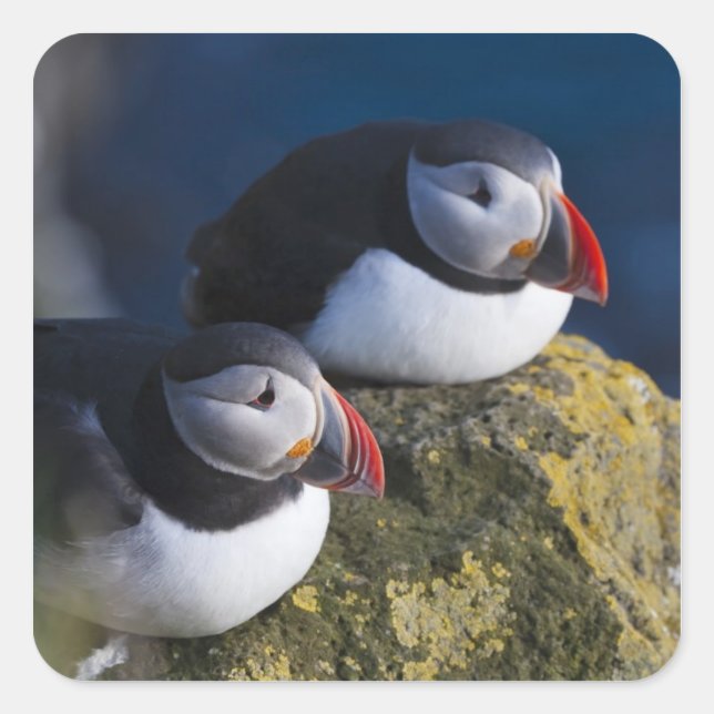 Atlantic Puffin Quadratischer Aufkleber (Vorderseite)