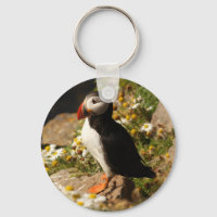 Atlantic Puffin