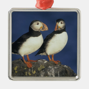 Atlantic Puffin Silbernes Ornament
