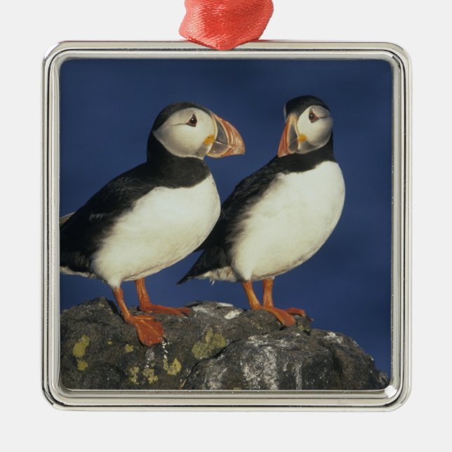 Atlantic Puffin Silbernes Ornament (Vorne)