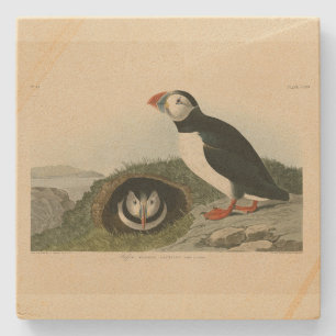Atlantic Puffin von Audubons Vögeln von Amerika Steinuntersetzer