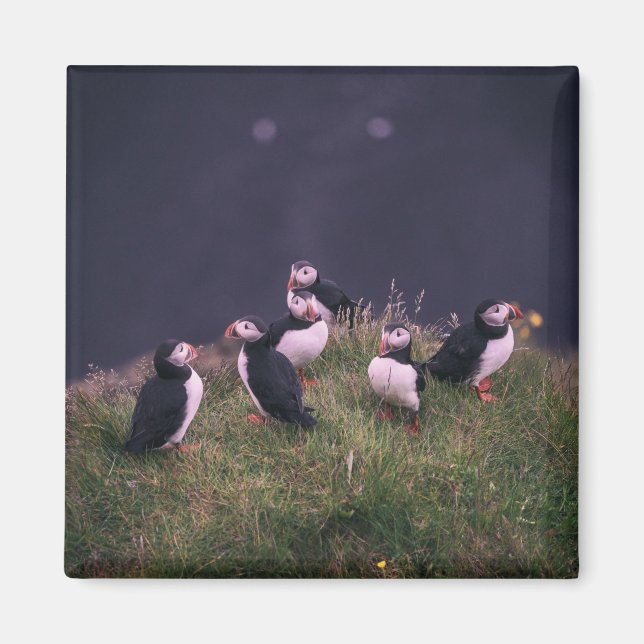 Atlantic Puffins Magnet (Vorne)