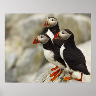 Atlantic Puffins on Machias Seal Island off the Poster