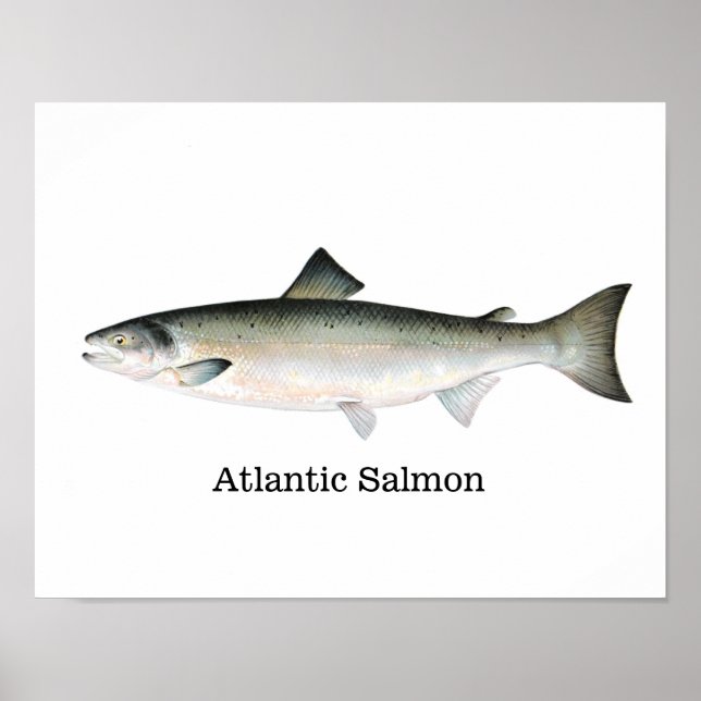 Atlantic Salmon Fish Poster (Vorne)