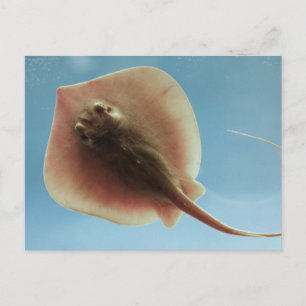 Atlantic Stingray Postkarte